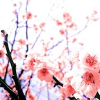 phonic_ryo