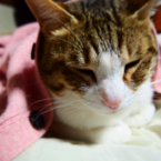 みけこ
