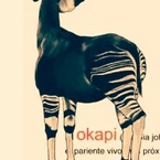 okapy107