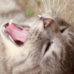 ねここ