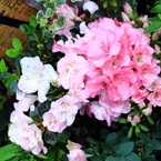 yuttan⋆｡˚✩