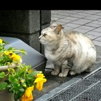 梅ママ