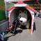 かめろん