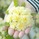 cocoill