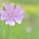 shiori_J
