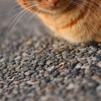 Photohiroshi