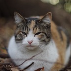 ゆきたろう
