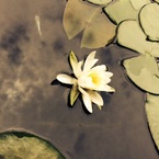 きどり