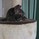 Chomokey