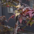 せるろいど。