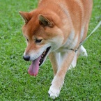 Aomine