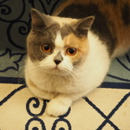 mozzarella