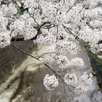 ストレイシープ