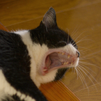 あなし