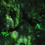 vert 