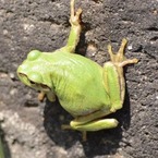 とりのこ