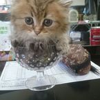 猫の彗星ニャア