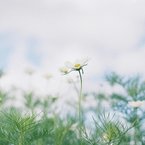 はちみつみるく